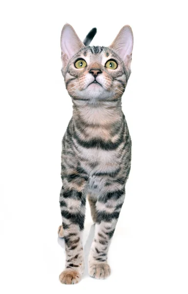 Bengal kitten in studio — Stock Photo, Image