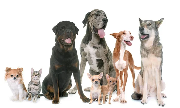 Grupp av sällskapsdjur — Stockfoto