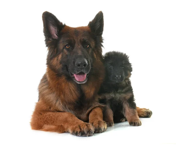 Cachorro y pastor alemán adulto — Foto de Stock