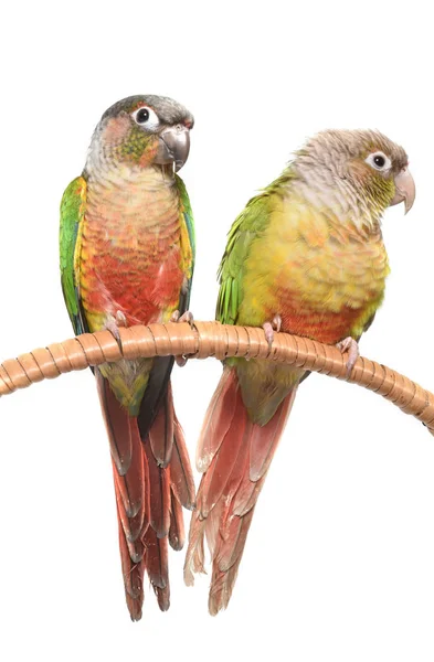 Conure 스튜디오에 계 피 — 스톡 사진