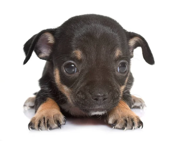 Chihuahua filhote de cachorro no estúdio — Fotografia de Stock