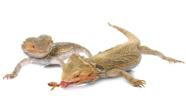 Bearded dragons in studio — Stock Photo, Image