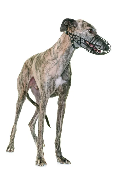 Galgo espanolo e museruola — Foto Stock