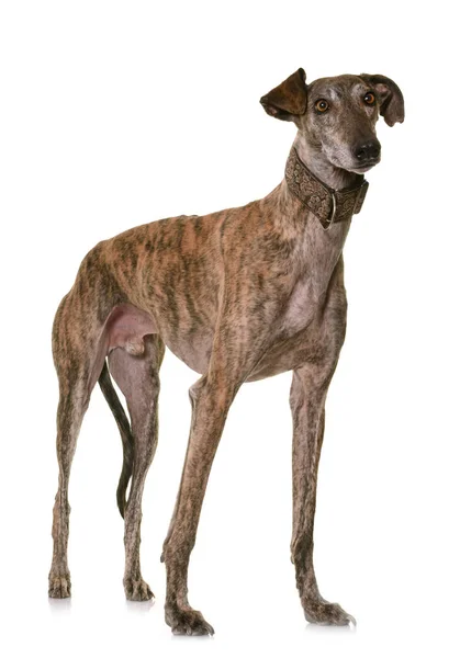 Galgo espanol en estudio — Foto de Stock