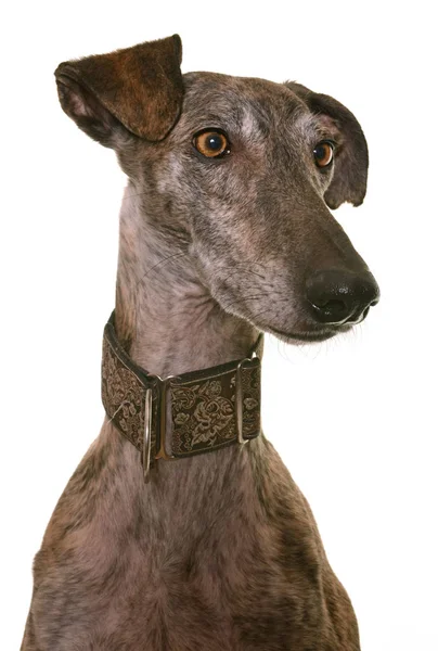 Galgo espanol en estudio — Foto de Stock