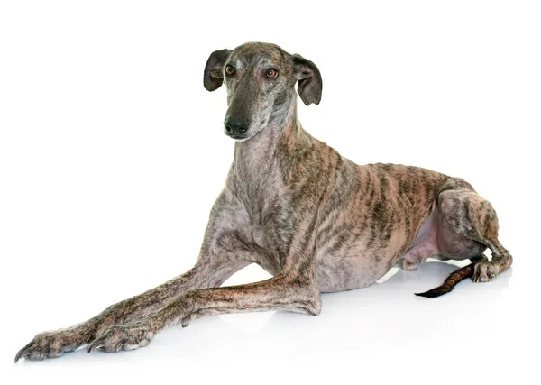 Galgo espanol em estúdio — Fotografia de Stock