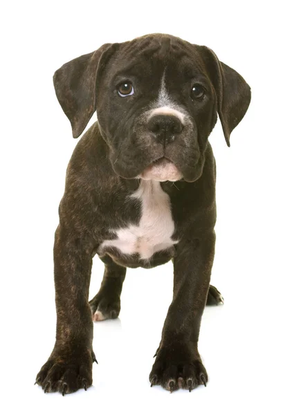 Puppy Amerikaanse Staffordshireterriër — Stockfoto
