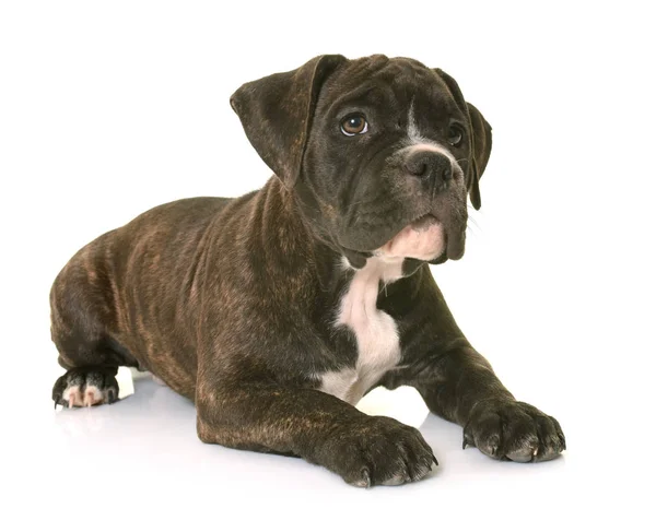 Cachorro americano staffordshire terrier — Foto de Stock