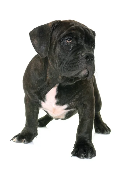 Puppy american staffordshire terrier — Stock Photo, Image