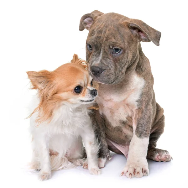 Puppy Amerikaanse Staffordshireterriër en chihuahua — Stockfoto