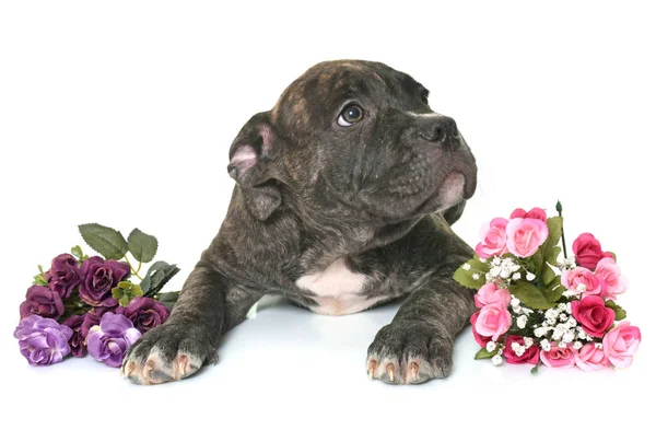 Cachorro americano staffordshire terrier — Fotografia de Stock