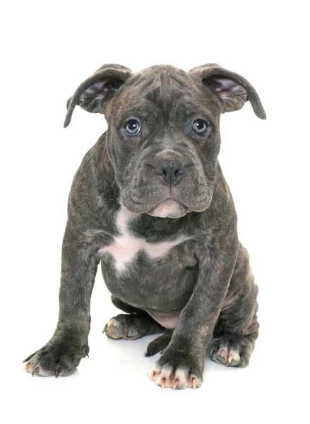 Cucciolo americano staffordshire terrier — Foto Stock