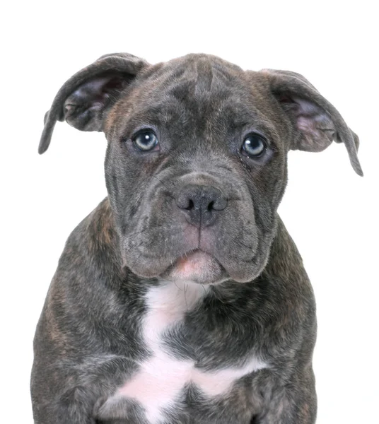 Puppy american staffordshire terrier — Stock Photo, Image