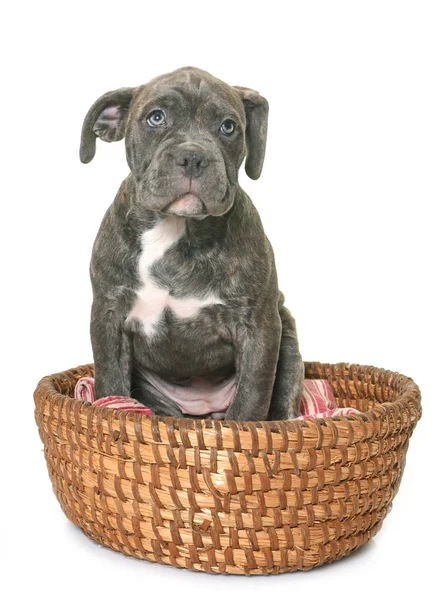 köpek Amerikan staffordshire terrier