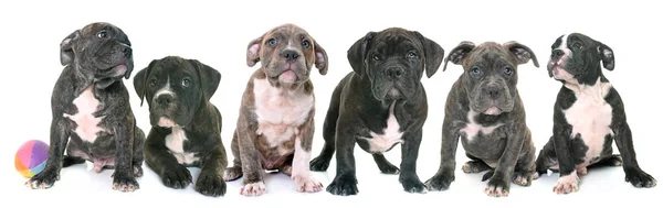 Cuccioli americano staffordshire terrier — Foto Stock