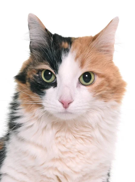 Трехцветная кошка в студии — стоковое фото
