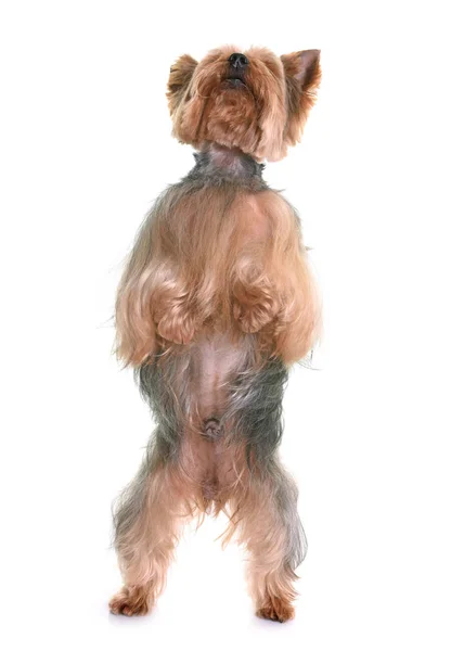 Yorkshire terrier w studio — Zdjęcie stockowe