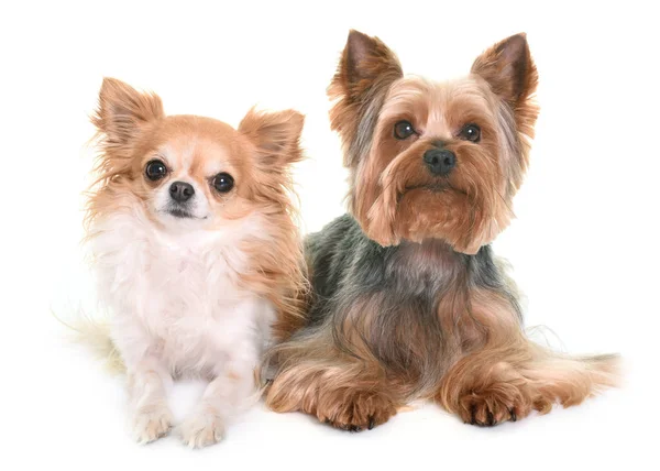 Yorkshire terrier och chihuahua — Stockfoto