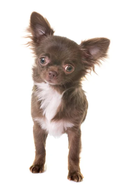 Puppy chihuahua in studio — Stockfoto