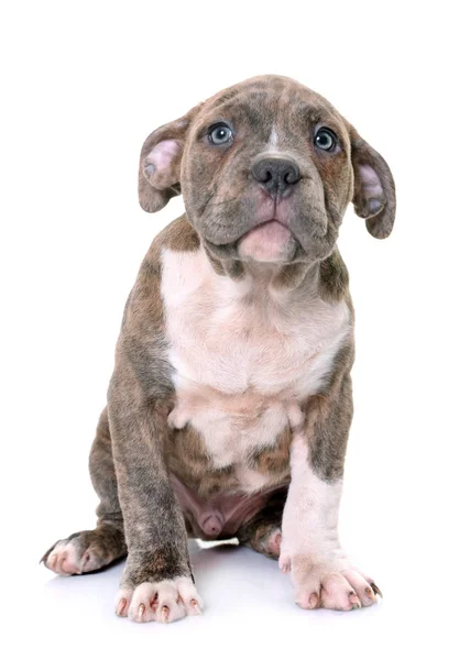 Puppy american staffordshire terrier Stock Image