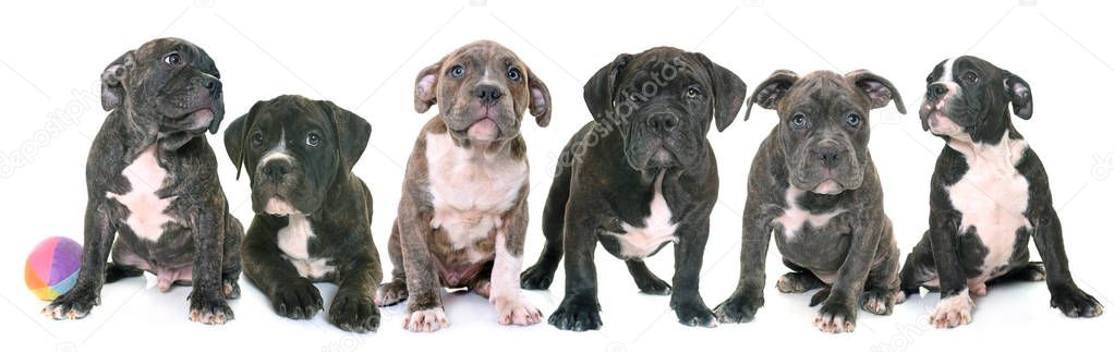 puppies american staffordshire terrier