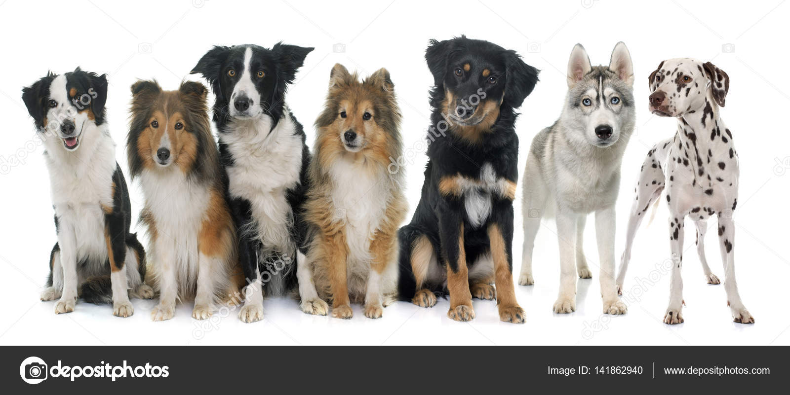 Group of dogs Stock Photo by 141862940