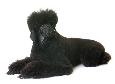 siyah cüce fino köpeği