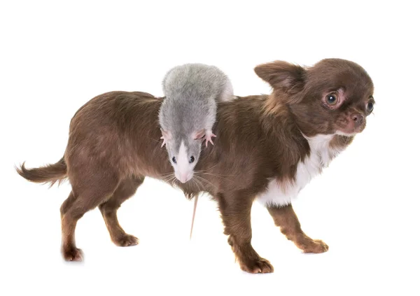 Cagnolino chihuahua e ratto — Foto Stock