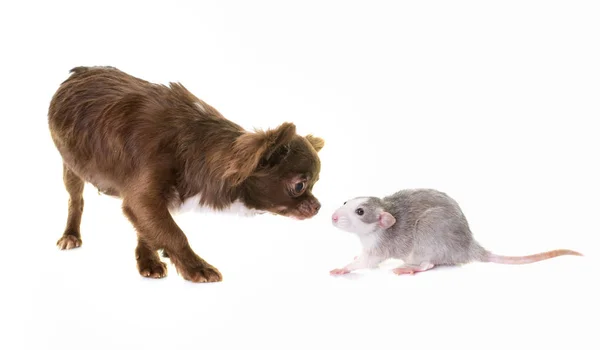 Чихуахуа и крыса — стоковое фото