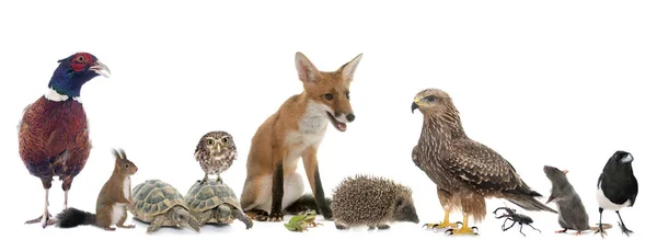 Grupo de animais selvagens na Europa — Fotografia de Stock