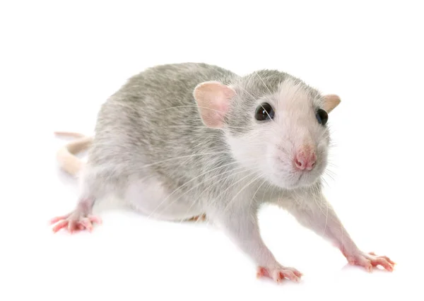 Młody szczur bicolor — Zdjęcie stockowe