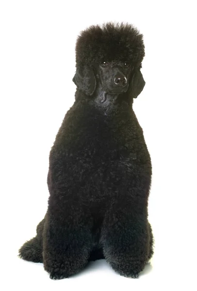 Black dwarf poodle — Stock Photo, Image