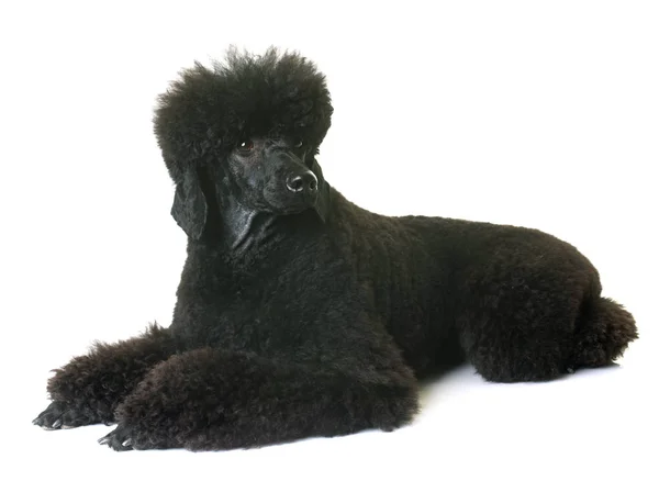 Siyah cüce fino köpeği — Stok fotoğraf