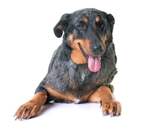 Beauceron dog in studio — стоковое фото