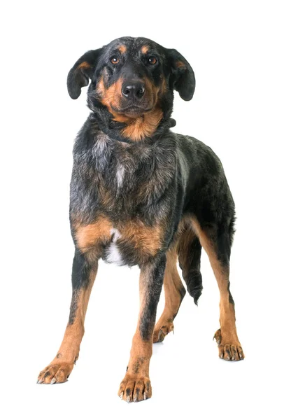 748 Beauceron Stock Photos Beauceron Images Depositphotos
