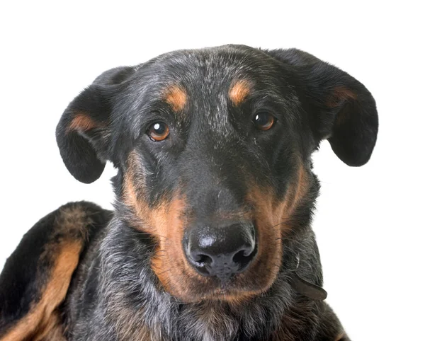 748 Beauceron Stock Photos Beauceron Images Depositphotos