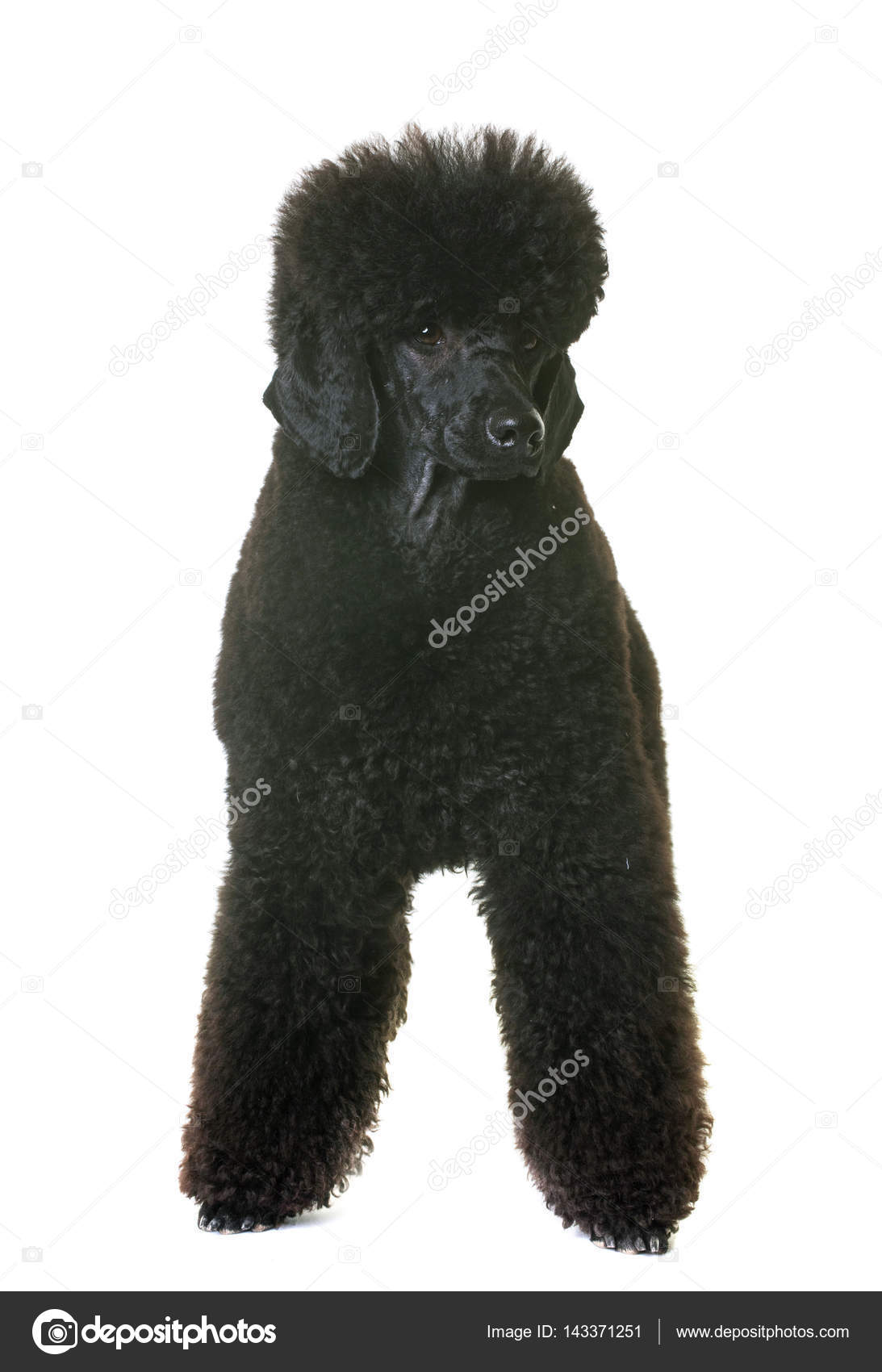 dwerg poodle