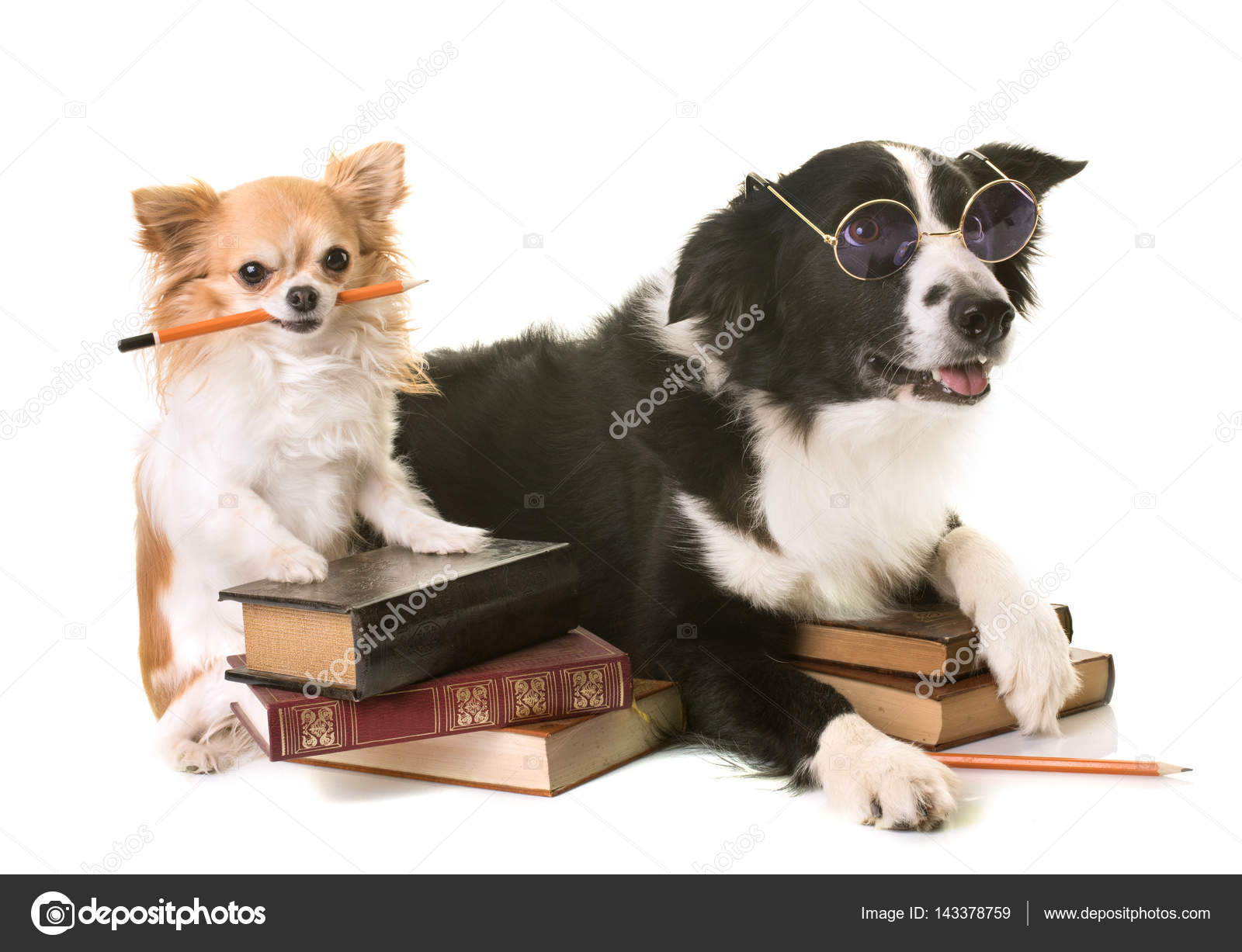 Dogs in school Stock Photo by 143378759