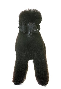 siyah cüce fino köpeği