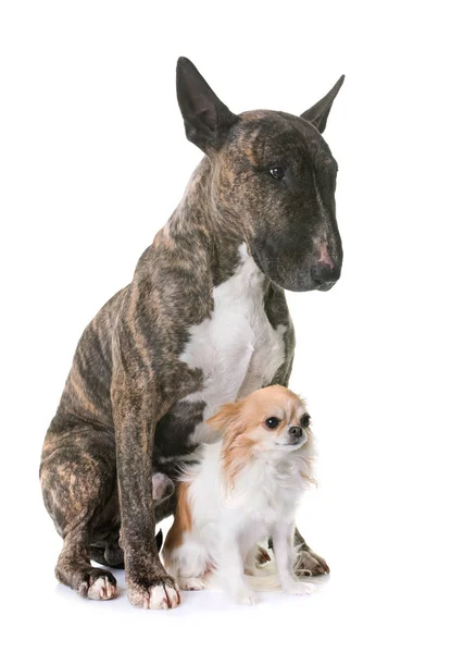 Brown bull terrier and chihuahua — Stock Photo, Image