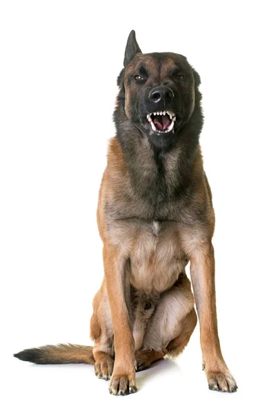 Aggressive belgian shepherd malinois — Stock Photo, Image