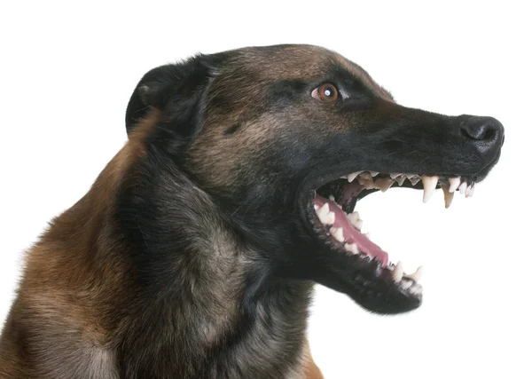 Aggressiver belgischer Schäferhund malinois — Stockfoto