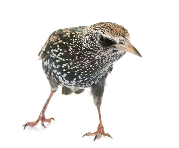 Starling comune in studio — Foto Stock