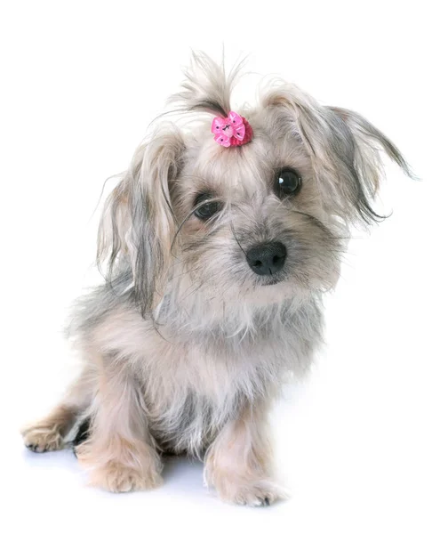 Mieszańce yorkshire terrier — Zdjęcie stockowe