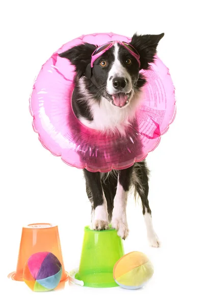 Collie di confine in vacanza — Foto Stock