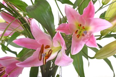 Studio pembe lilyum