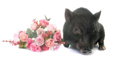 Studio siyah domuz yavrusu