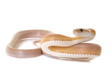 Mısır yılan Studio