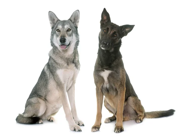 Saarlooswolfhond hond en Mechelse Herders — Stockfoto