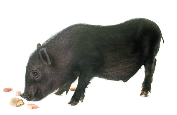 在工作室里的黑色小猪 — 图库照片